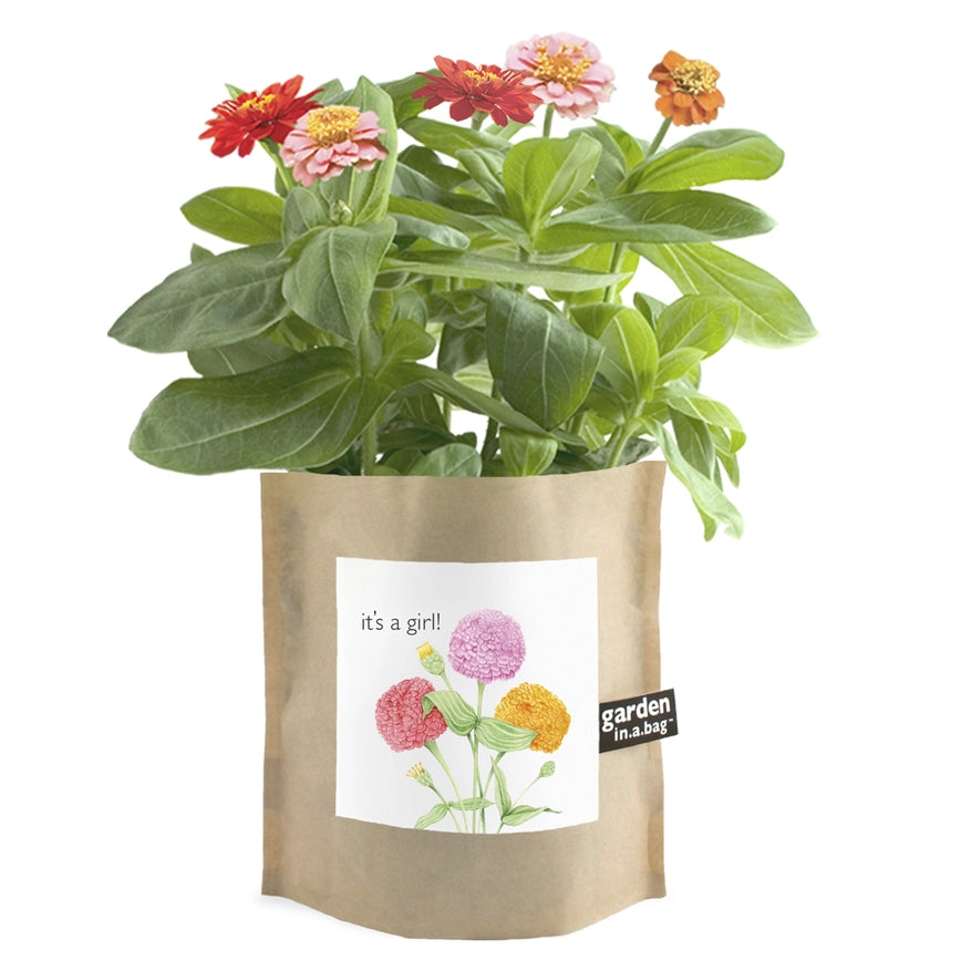 Garden In A Bag- IT'S A GIRL