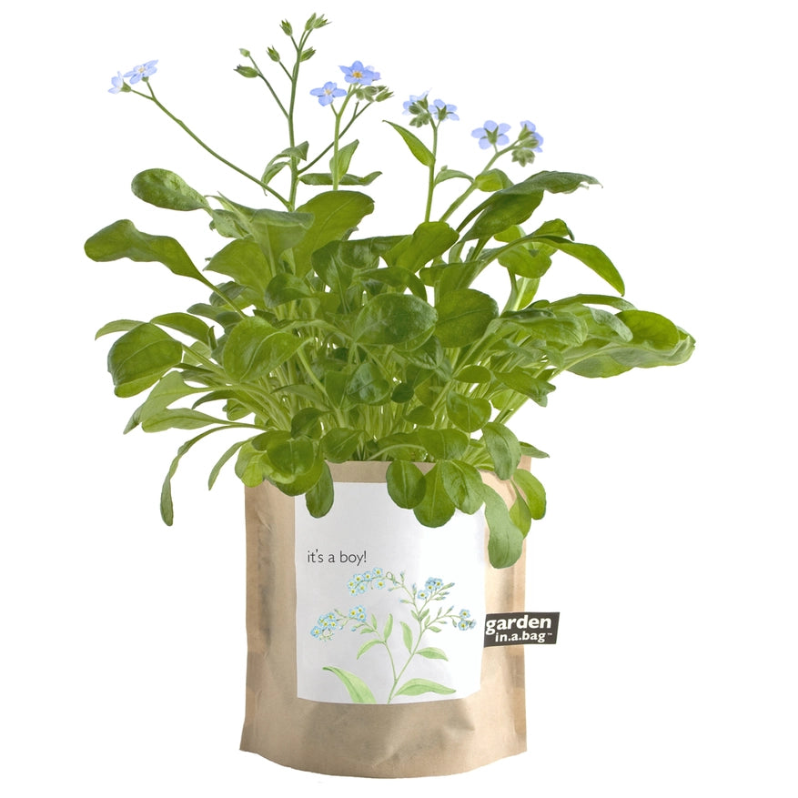 Garden In A Bag- IT'S A BOY